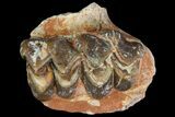 Oreodont Jaw Section With Teeth - South Dakota #81943-2